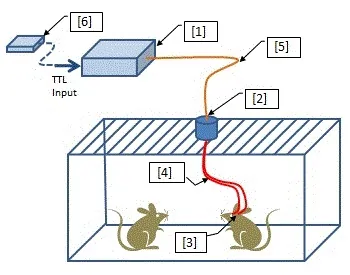 Optogenetics-Toolbox-for-Free-Moving-Animals_ll